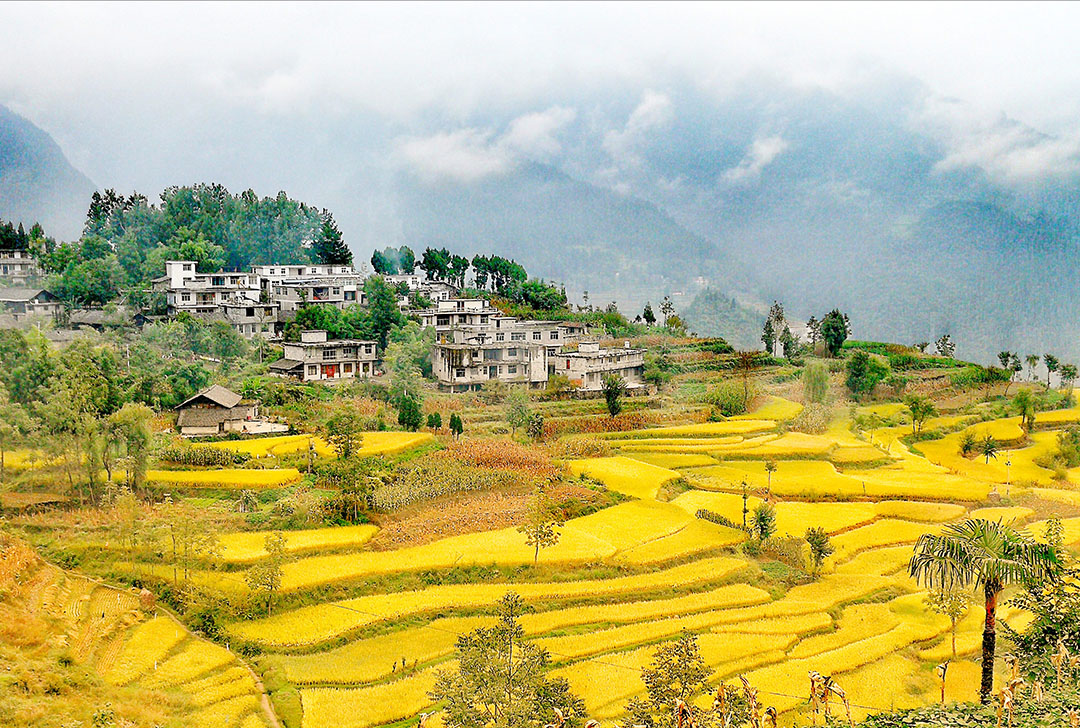 金色田野(鄰鄂鎮(zhèn)高坪梯田)劉德瑜攝.jpg